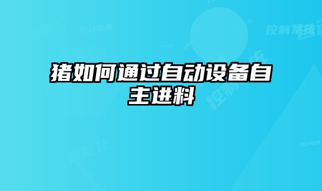 豬如何通過(guò)自動(dòng)設(shè)備自主進(jìn)料